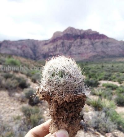 沙漠戈壁里挖回来的多肉仙人球，种在花盆里两年变成这个样子。 - 图画吧TUHUABA