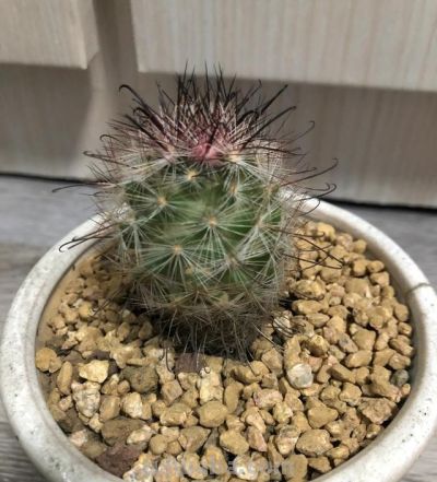 沙漠戈壁里挖回来的多肉仙人球，种在花盆里两年变成这个样子。 - 图画吧TUHUABA