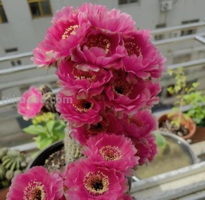 安徽一户人家，阳台上的仙人球“开爆花”，妥妥的“视觉盛宴” - 图画吧TUHUABA