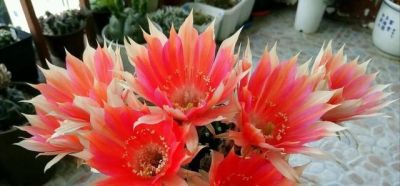 安徽一户人家，阳台上的仙人球“开爆花”，妥妥的“视觉盛宴” - 图画吧TUHUABA