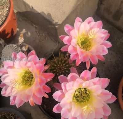 安徽一户人家，阳台上的仙人球“开爆花”，妥妥的“视觉盛宴” - 图画吧TUHUABA