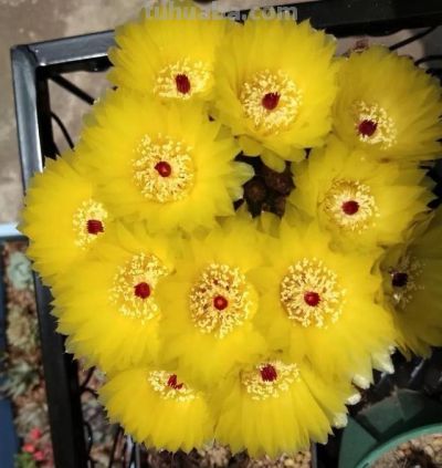 安徽一户人家，阳台上的仙人球“开爆花”，妥妥的“视觉盛宴” - 图画吧TUHUABA