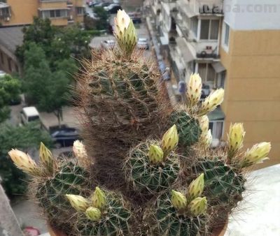 夏季养仙人球，只要做“3点”，顺利度夏，开花鲜艳，更胖更圆 - 图画吧TUHUABA