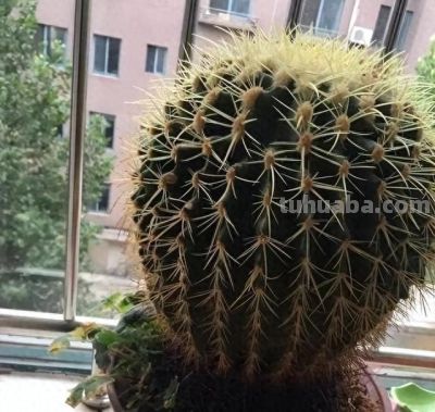 夏季养仙人球，只要做“3点”，顺利度夏，开花鲜艳，更胖更圆 - 今日头条