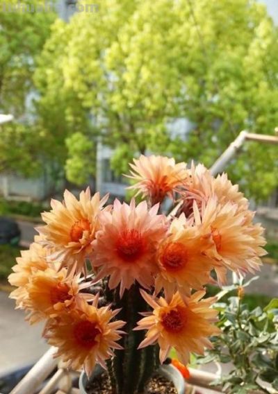 夏季养仙人球，只要做“3点”，顺利度夏，开花鲜艳，更胖更圆 - 图画吧TUHUABA