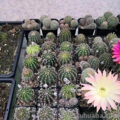 夏季养仙人球，只要做“3点”，顺利度夏，开花鲜艳，更胖更圆 - 图画吧TUHUABA