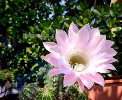 夏季养仙人球，只要做“3点”，顺利度夏，开花鲜艳，更胖更圆 - 图画吧TUHUABA