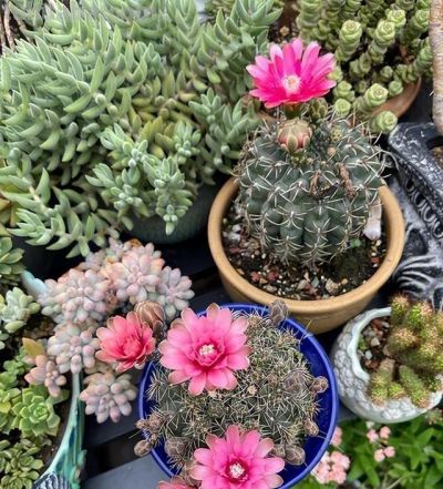 夏季养仙人球，只要做“3点”，顺利度夏，开花鲜艳，更胖更圆 - 图画吧TUHUABA