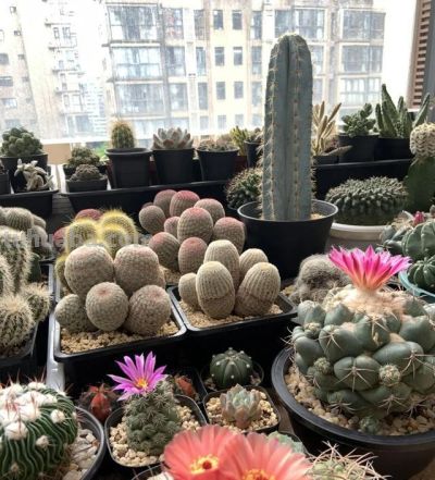 四川一男子“痴迷”仙人球，光阳台就养100多盆，网友直呼：太美 - 图画吧TUHUABA