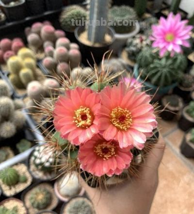 四川一男子“痴迷”仙人球，光阳台就养100多盆，网友直呼：太美 - 今日头条