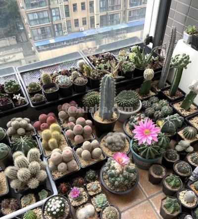 四川一男子“痴迷”仙人球，光阳台就养100多盆，网友直呼：太美 - 图画吧TUHUABA