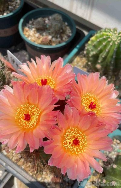 四川一男子“痴迷”仙人球，光阳台就养100多盆，网友直呼：太美 - 图画吧TUHUABA