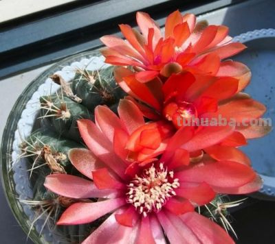 四川一男子“痴迷”仙人球，光阳台就养100多盆，网友直呼：太美 - 图画吧TUHUABA