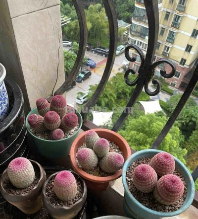 四川一男子“痴迷”仙人球，光阳台就养100多盆，网友直呼：太美 - 图画吧TUHUABA