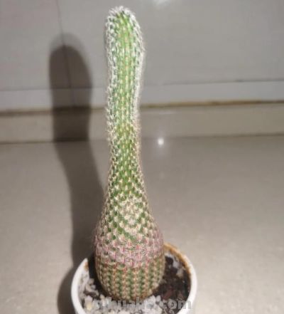 四川一男子“痴迷”仙人球，光阳台就养100多盆，网友直呼：太美 - 图画吧TUHUABA