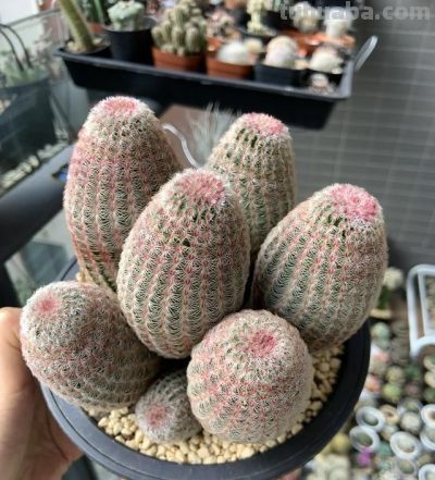 四川一男子“痴迷”仙人球，光阳台就养100多盆，网友直呼：太美 - 图画吧TUHUABA