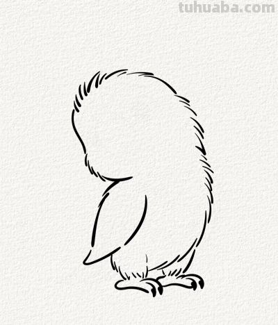 可爱的小鹦鹉丨涂鸦简笔画分享 - 图画吧TUHUABA