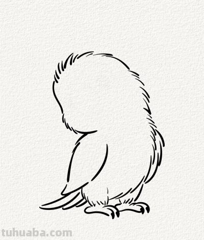 可爱的小鹦鹉丨涂鸦简笔画分享 - 图画吧TUHUABA