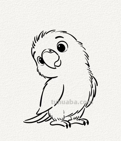 可爱的小鹦鹉丨涂鸦简笔画分享 - 图画吧TUHUABA