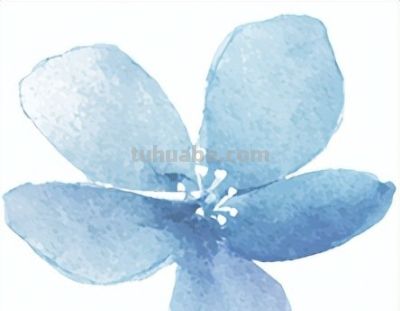 植物速写：马蹄莲（异形篇） - 今日头条