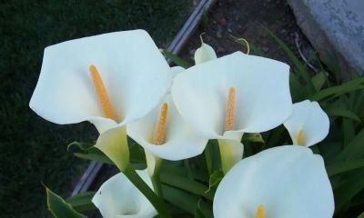 植物速写：马蹄莲（异形篇） - 图画吧TUHUABA