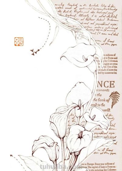 植物速写：马蹄莲（异形篇） - 图画吧TUHUABA