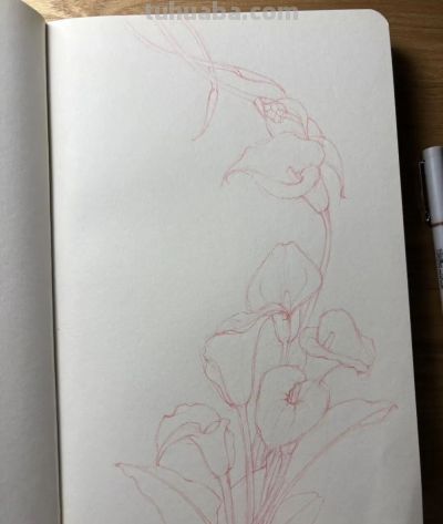 植物速写：马蹄莲（异形篇） - 图画吧TUHUABA