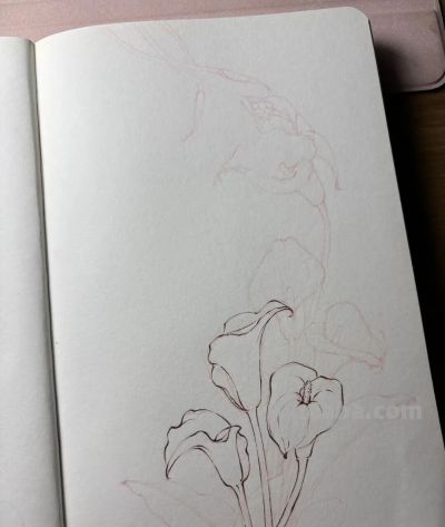 植物速写：马蹄莲（异形篇） - 图画吧TUHUABA