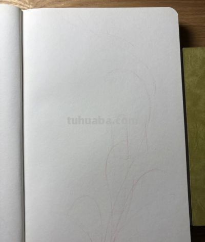 植物速写：马蹄莲（异形篇） - 图画吧TUHUABA