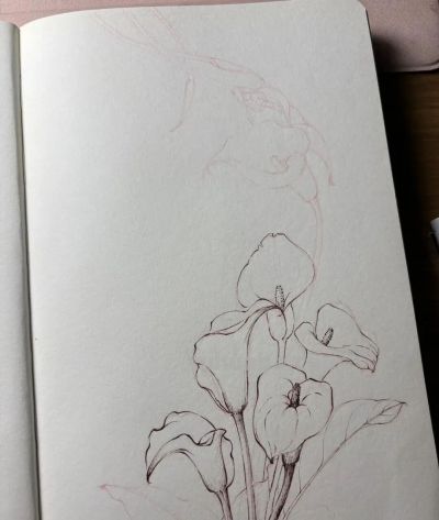 植物速写：马蹄莲（异形篇） - 图画吧TUHUABA