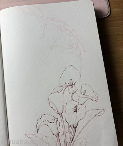 植物速写：马蹄莲（异形篇） - 图画吧TUHUABA