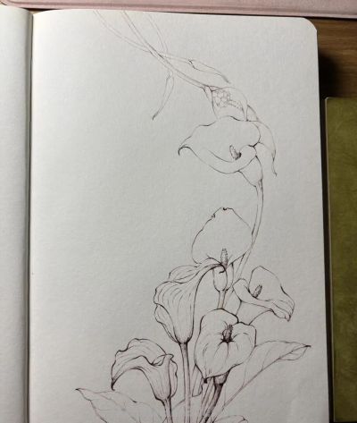 植物速写：马蹄莲（异形篇） - 图画吧TUHUABA