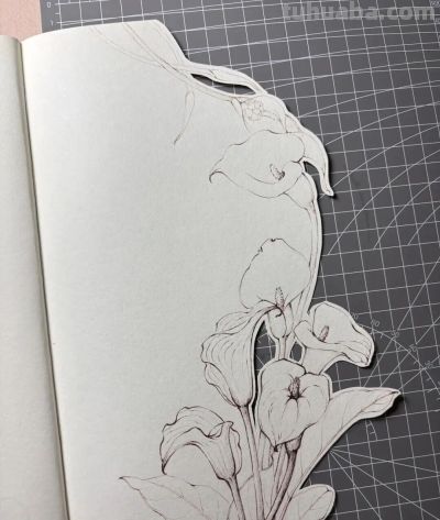 植物速写：马蹄莲（异形篇） - 图画吧TUHUABA