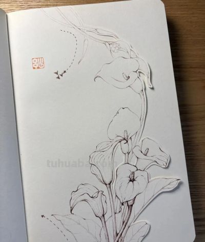 植物速写：马蹄莲（异形篇） - 图画吧TUHUABA