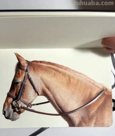 圆珠笔素描：随身速写本中的“手绘照片” - 图画吧TUHUABA