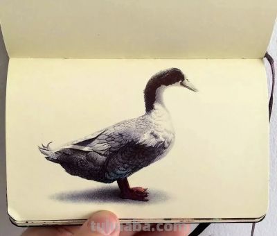 圆珠笔素描：随身速写本中的“手绘照片” - 图画吧TUHUABA