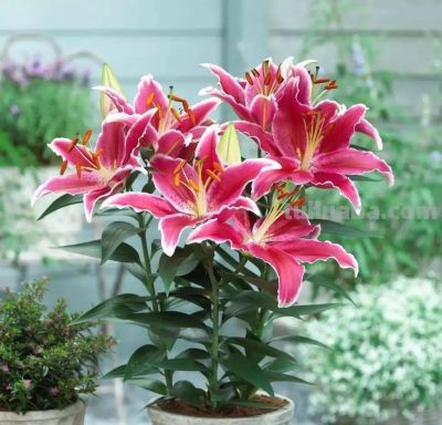 家庭如何种植百合花？她做了3点，开出来的花大又美被网友赞叹 - 图画吧TUHUABA