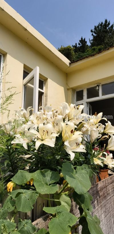 家庭如何种植百合花？她做了3点，开出来的花大又美被网友赞叹 - 图画吧TUHUABA