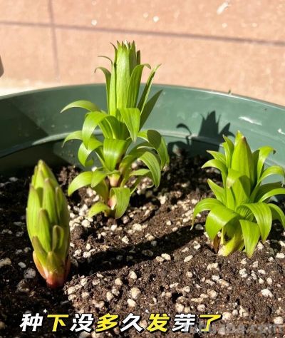 家庭如何种植百合花？她做了3点，开出来的花大又美被网友赞叹 - 图画吧TUHUABA