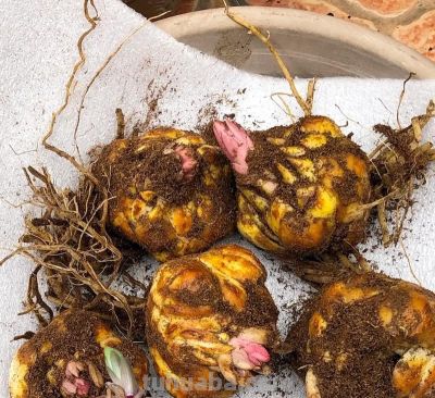 家庭如何种植百合花？她做了3点，开出来的花大又美被网友赞叹 - 图画吧TUHUABA