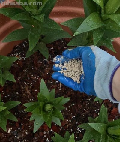 家庭如何种植百合花？她做了3点，开出来的花大又美被网友赞叹 - 图画吧TUHUABA