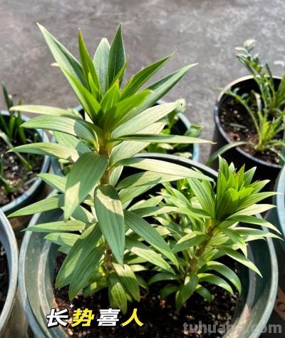 家庭如何种植百合花？她做了3点，开出来的花大又美被网友赞叹 - 图画吧TUHUABA