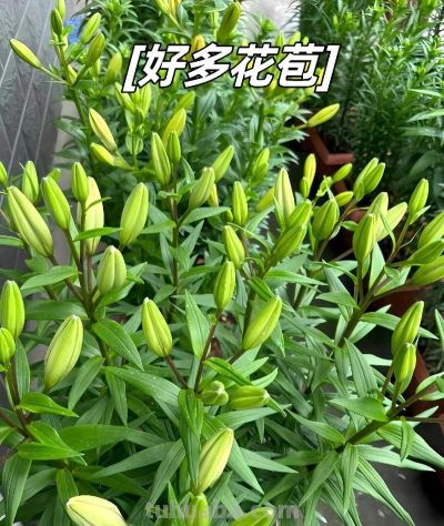 家庭如何种植百合花？她做了3点，开出来的花大又美被网友赞叹 - 图画吧TUHUABA