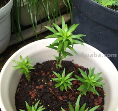 家庭如何种植百合花？她做了3点，开出来的花大又美被网友赞叹 - 图画吧TUHUABA