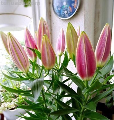 家庭如何种植百合花？她做了3点，开出来的花大又美被网友赞叹 - 图画吧TUHUABA