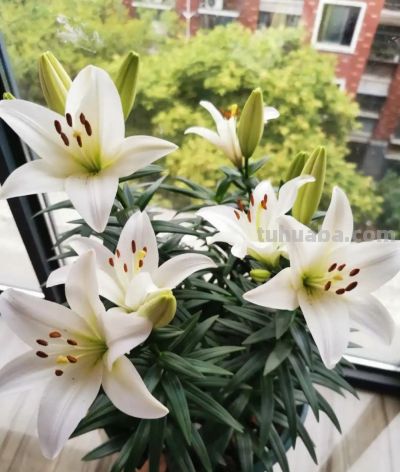 家庭如何种植百合花？她做了3点，开出来的花大又美被网友赞叹 - 图画吧TUHUABA