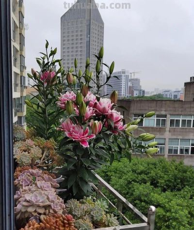 家庭如何种植百合花？她做了3点，开出来的花大又美被网友赞叹 - 图画吧TUHUABA