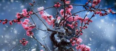 十大名花今日一看就懂 花期花语全在这儿 马上收藏你最心动哪朵 - 图画吧TUHUABA