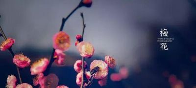 十大名花今日一看就懂 花期花语全在这儿 马上收藏你最心动哪朵 - 图画吧TUHUABA