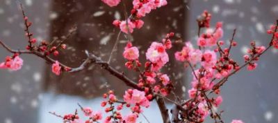 十大名花今日一看就懂 花期花语全在这儿 马上收藏你最心动哪朵 - 图画吧TUHUABA